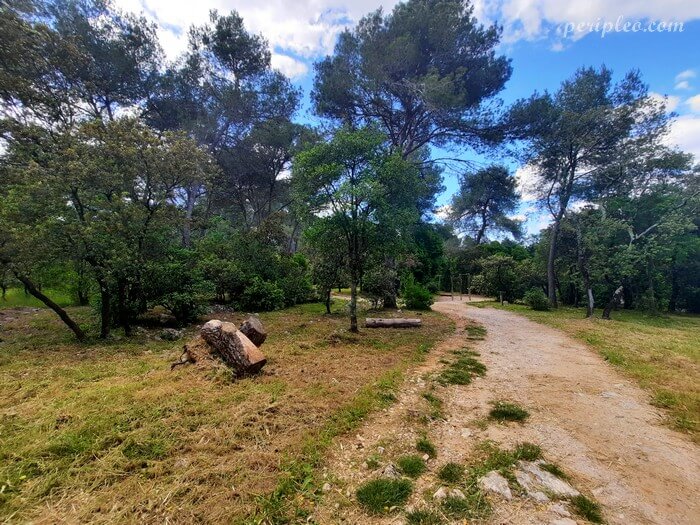 Chemin au cœur du Bois de Montmaur à Montpellier, espace naturel pour randonnée et promenade