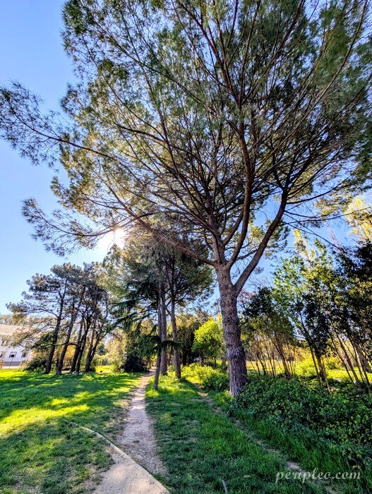 Allée arborée au Parc Montcalm à Montpellier, balade nature entre pins et espaces verts