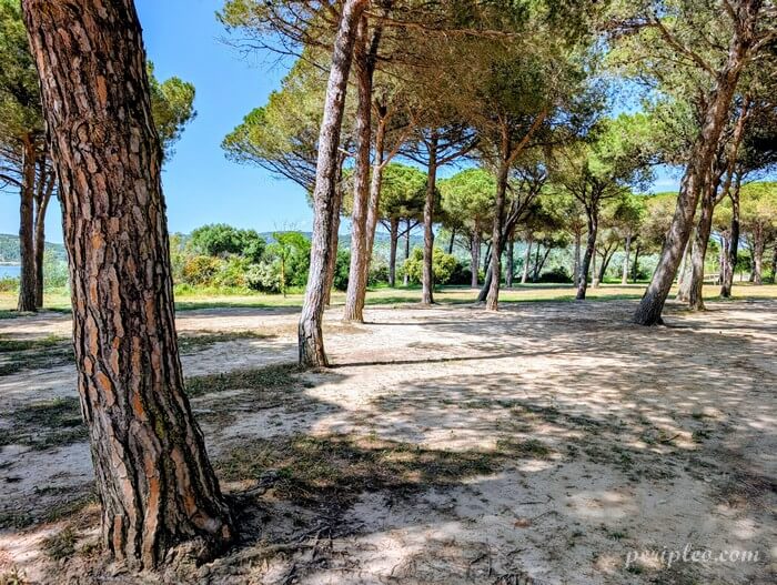 Pinède au bord de l’Étang de Gruissan dans le parc naturel de la Narbonnaise en Occitanie
