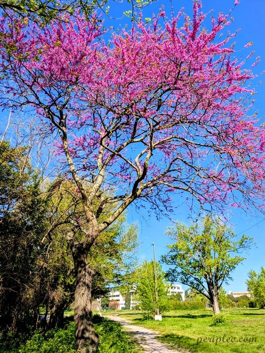 Arbre en fleurs au Parc Montcalm à Montpellier, balade printanière entre nature et espaces verts en ville