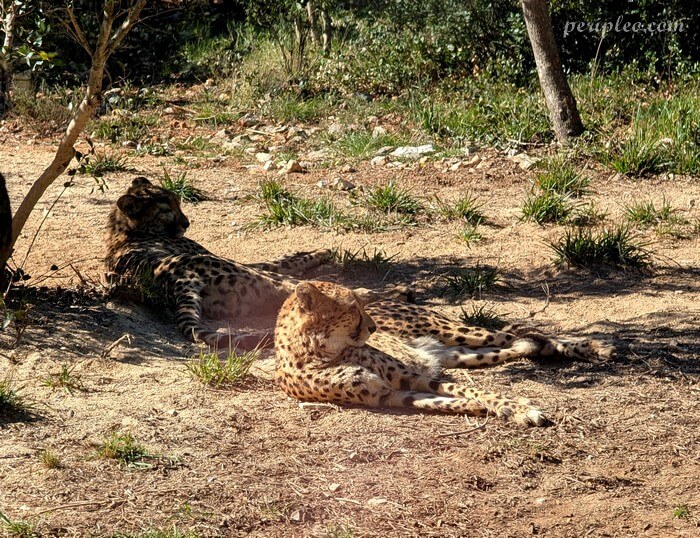 Guépards se reposant au Zoo de Lunaret à Montpellier