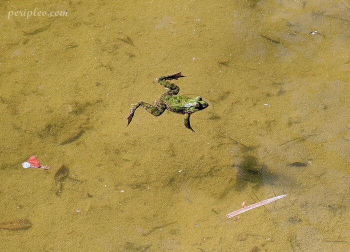 Grenouille verte dans un bassin au Zoo de Lunaret à Montpellier, observation de la faune locale dans un parc naturel