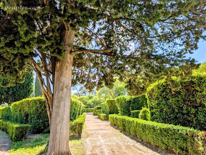 Allée des jardins à la française du Château d’Ô à Montpellier bordée de haies taillées et de cyprès