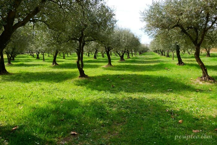 Oliveraie du parc du Château d’Ô à Montpellier, espace naturel propice à la balade dans l’Hérault