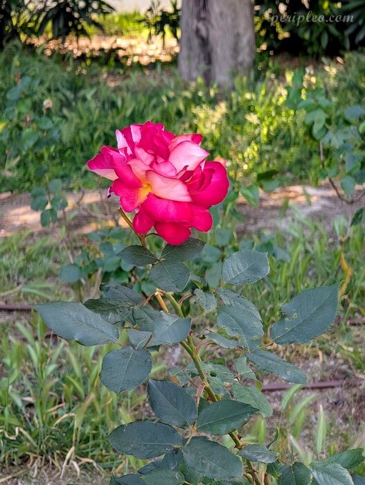 Rose en fleur dans les jardins du Château d'Ô à Montpellier