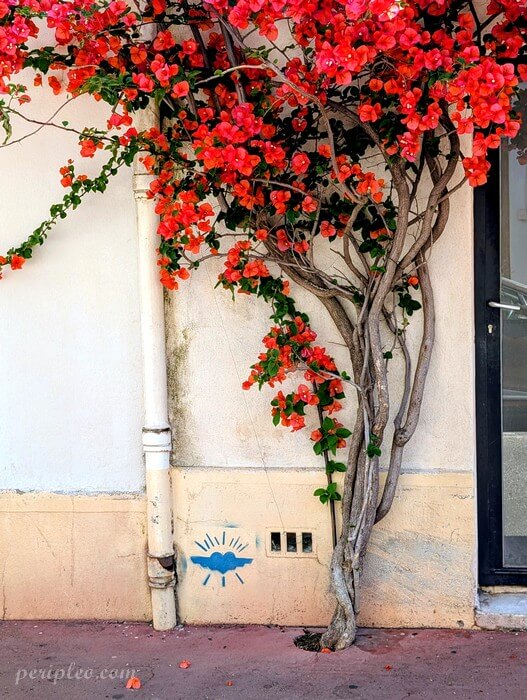 Street art discret Rue Desmazes à Montpellier, petit pochoir bleu sous une bougainvillée fleurie dans le centre historique sud