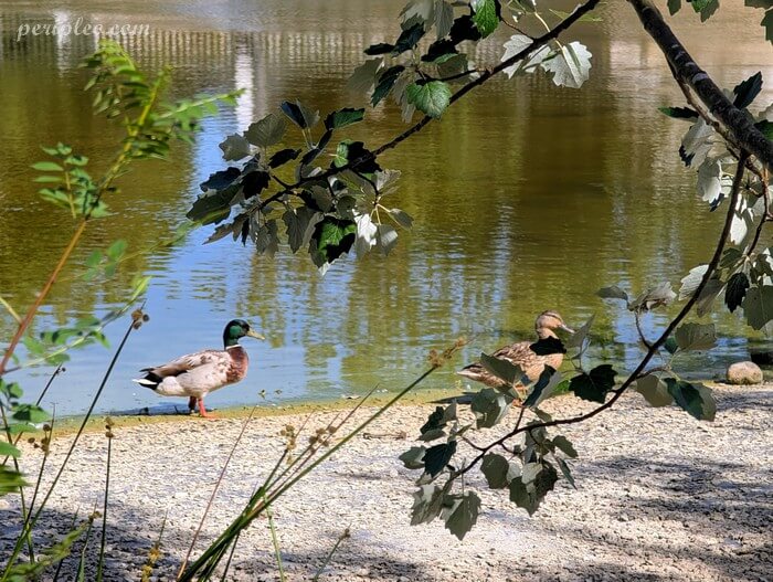 Canards au bord du bassin du parc du Château d’Alco à Montpellier, ancienne folie montpelliéraine