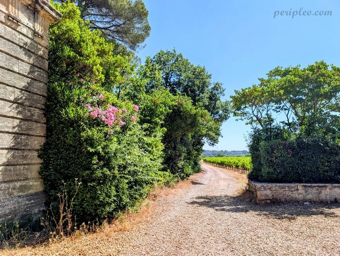 Chemin bordé de vignes au Domaine du Château de l'Engarran à Lavérune