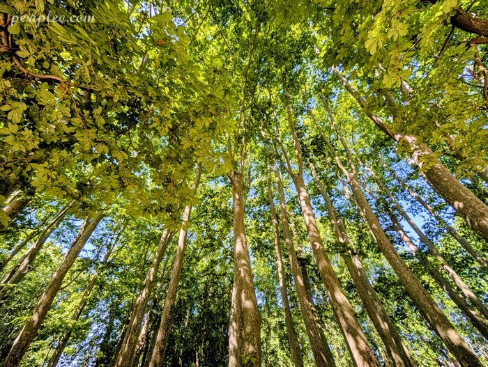 Platanes centenaires dans le parc du Château des Évêques à Lavérune