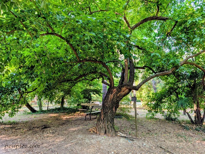 Arbre remarquable dans le parc du Château de Flaugergues à Montpellier, au cœur du jardin paysager et de son arboretum