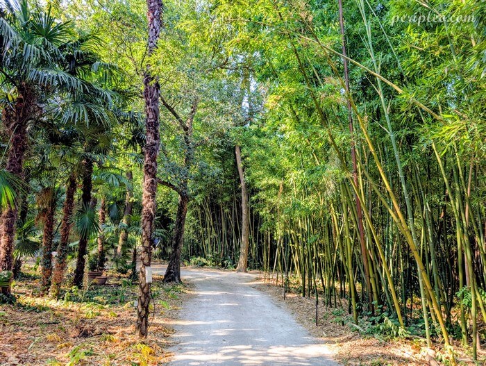 Allée bordée de bambous et de palmiers dans le parc du Château de Flaugergues à Montpellier, jardin exotique propice à la promenade