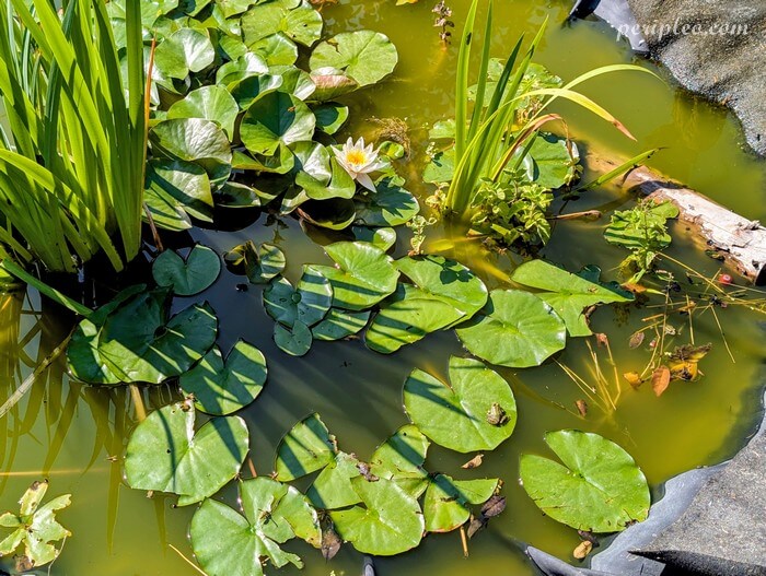 Nénuphars en fleurs dans le bassin des jardins du Château de Flaugergues à Montpellier, au cœur du parc paysager