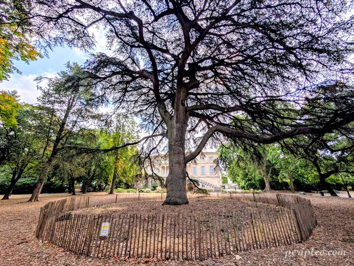 Grand cèdre majestueux dans le parc du Château de Grammont à Montpellier, avec le château en arrière-plan au cœur d'un vaste domaine arboré