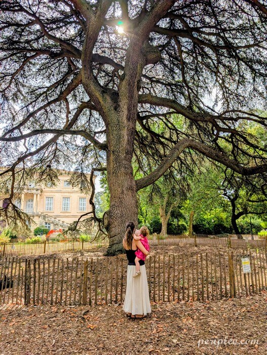 Visite du parc du Château de Grammont à Montpellier, au pied du cèdre remarquable, dans un cadre naturel idéal pour une balade en famille