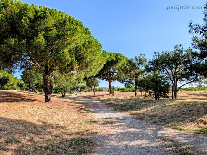 Sentier ombragé bordé de pins parasols dans le Parc du Mas Rouge à Pérols, agréable promenade en pleine nature près de l’étang du Méjean